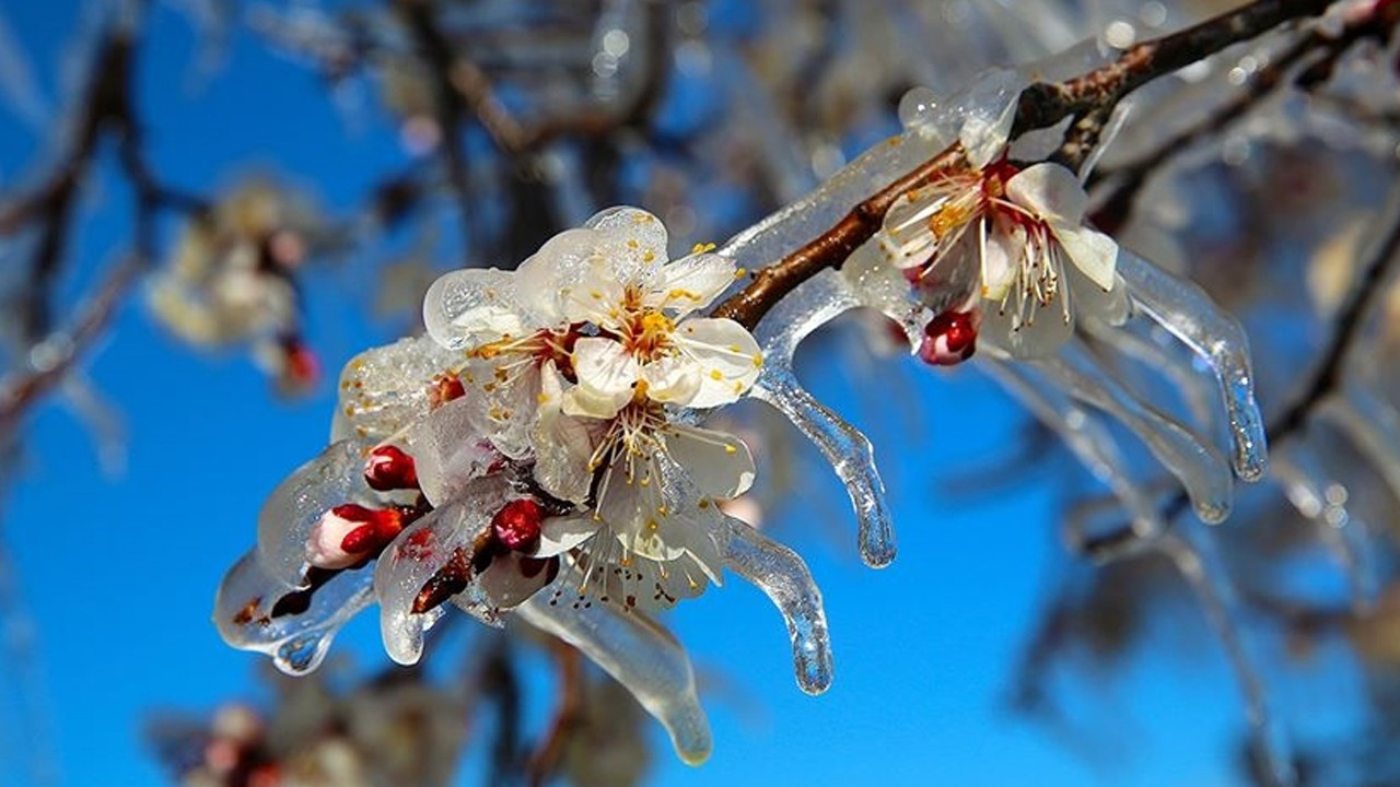 Tarım ve Orman Bakanlığı zirai dona karşı teyakkuza geçti