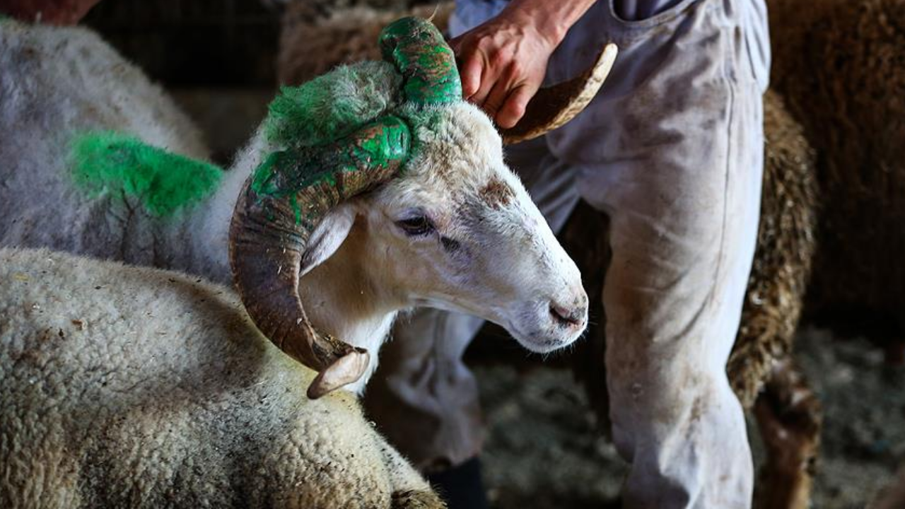 2026 Kurban fiyatları ne kadar? Büyükbaş ve küçükbaş kurbanlık fiyatları son durum...