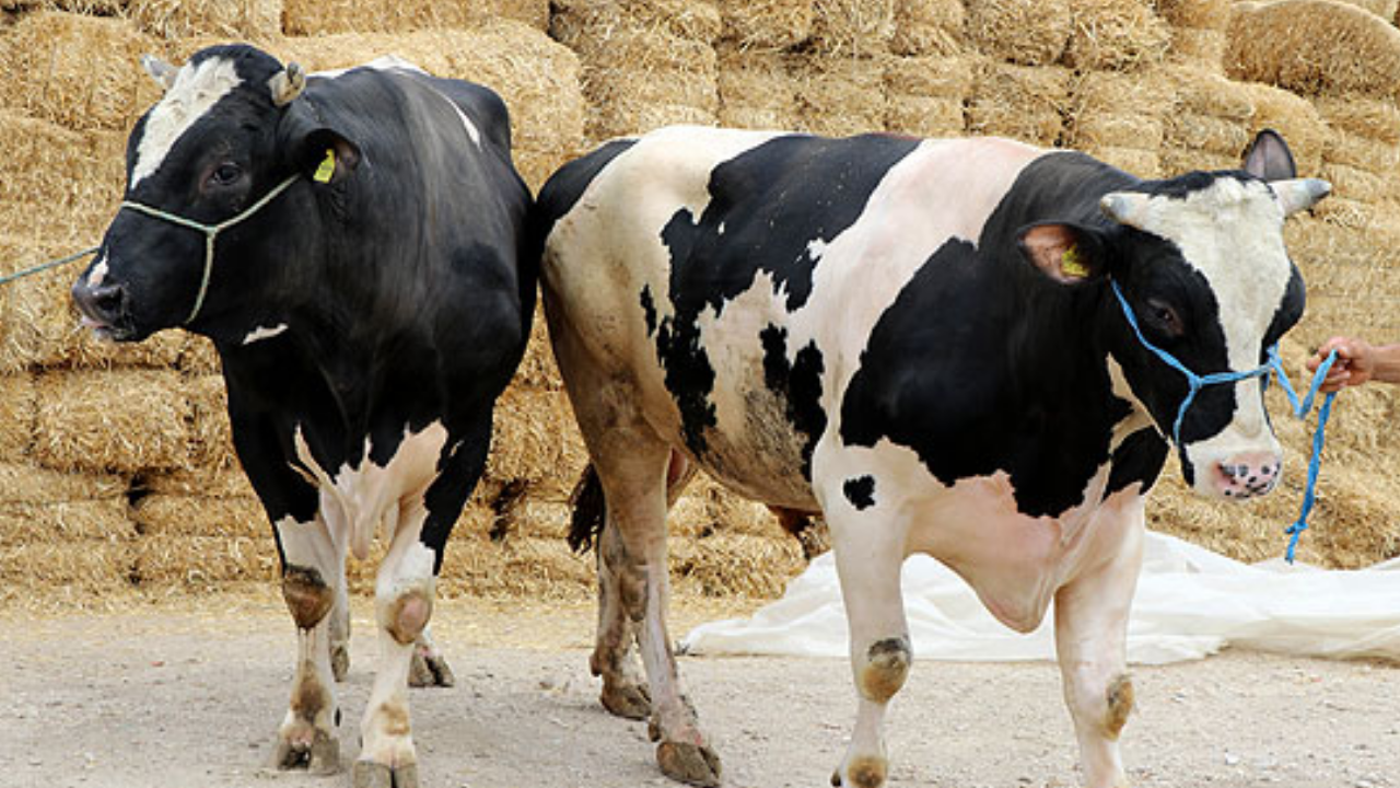 KURBANLIKLAR NE KADAR? 2026 büyükbaş, küçükbaş kurban fiyatları...