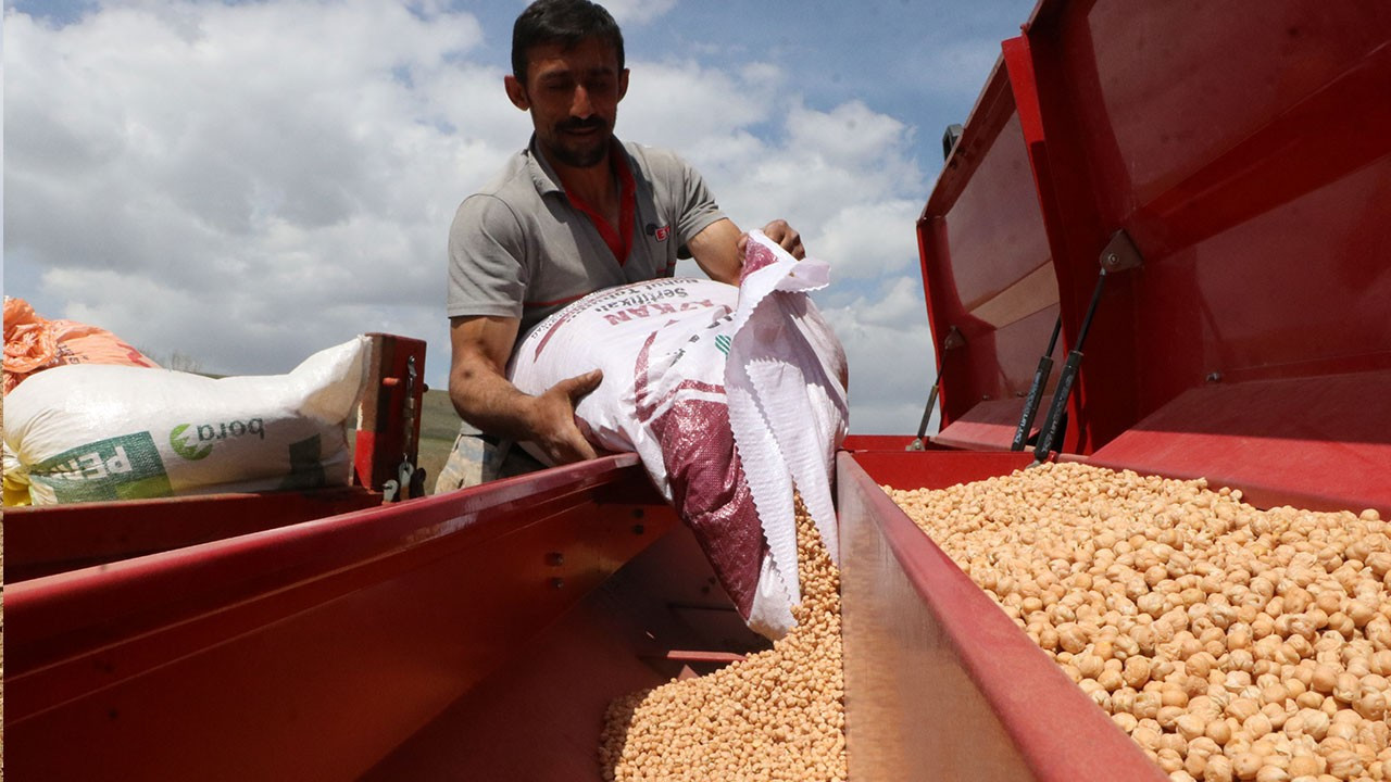 Nohut üretiminde hedef büyüdü: 60 bin tonun üzerinde rekolte bekleniyor