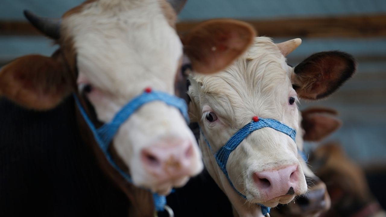 Kurbanlık fiyatları 2026... Bu yıl büyükbaş, küçükbaş kurban fiyatları ne kadar oldu?