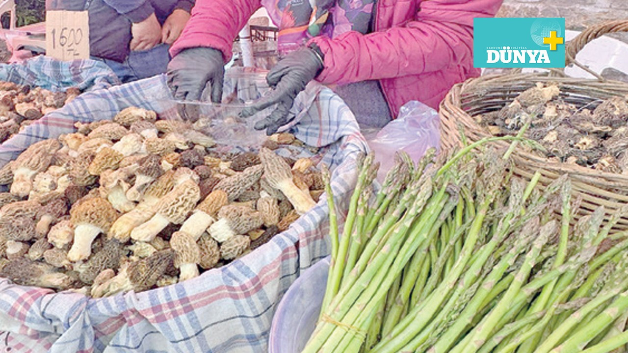 Yeşilüzümlü’de kuzugöbeği
