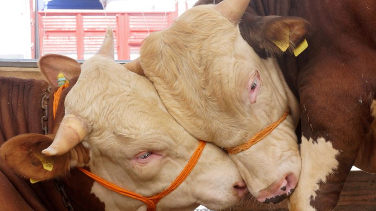 Kurbanlıklar ne kadar? Küçükbaş ve büyükbaş kurban fiyatları kaç lira oldu?