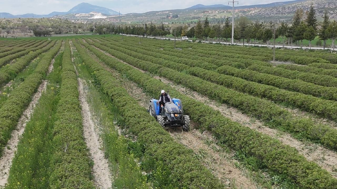 Isparta gül hasadına hazırlanıyor: Bu sene beklentiler yüksek