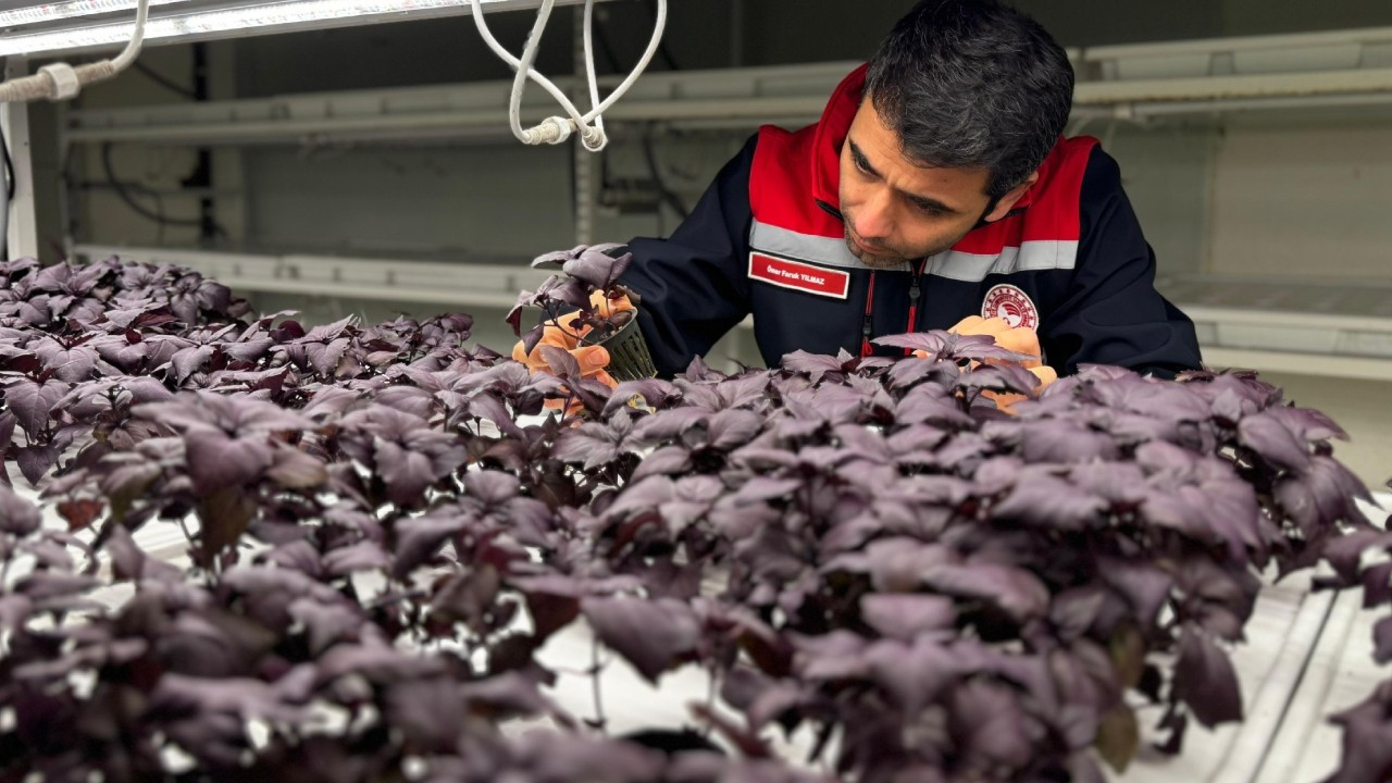 İstanbul’da yerin 30 metre altında çilek üretimi başlıyor