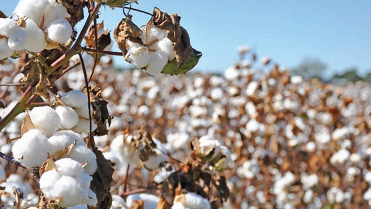 Türkiye dekar başına pamuk veriminde ortalamanın üzerinde