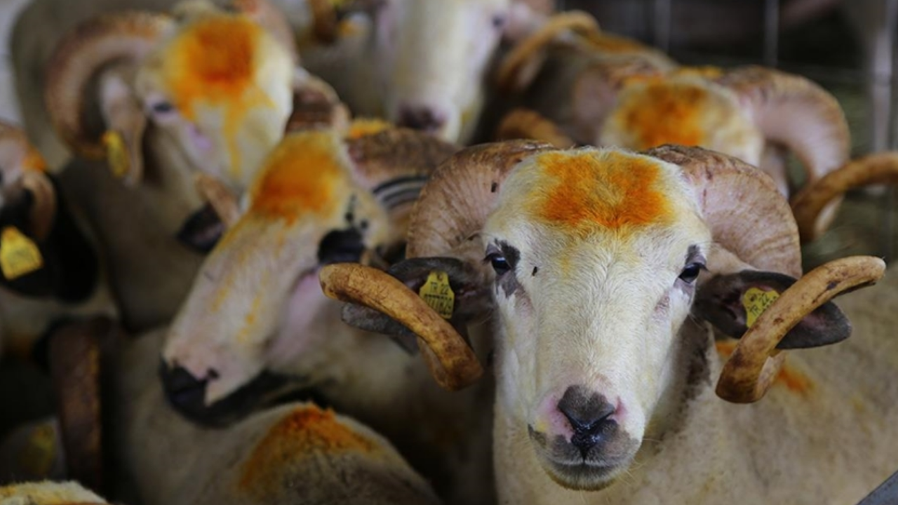 2026 Kurban Bayramı ne zaman? Tatil kaç gün olacak?