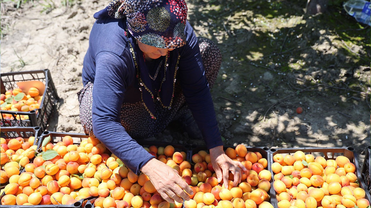 Erkenci kayısıda hasat mesaisi başladı: Kilosu 80 TL’ye dayandı