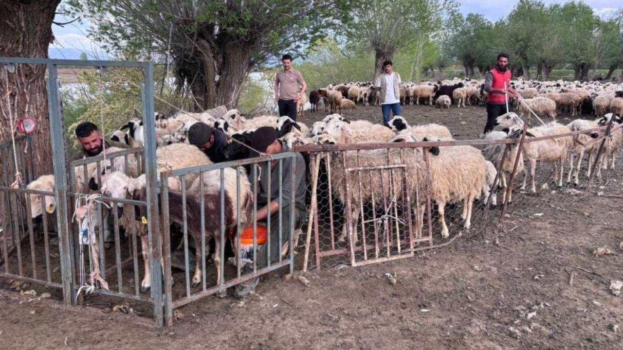 150 bin liraya çalışacak çoban bulamayınca çözümü yurt dışında aradılar