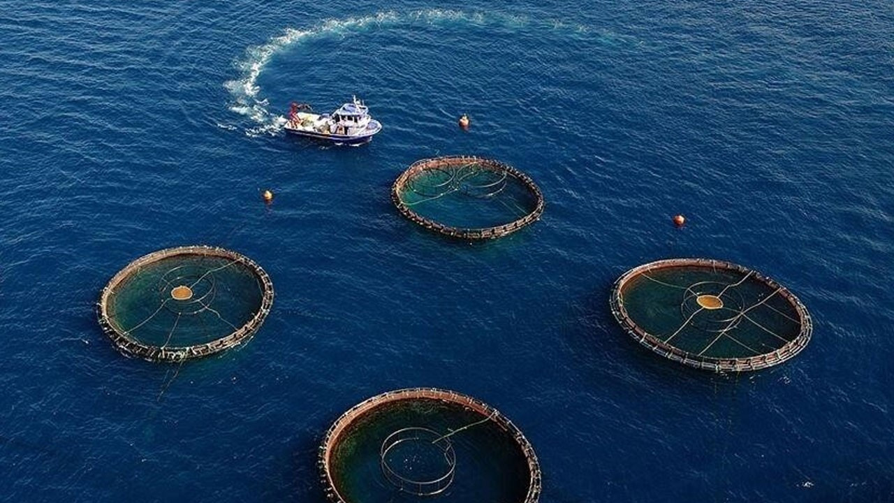 Su ürünlerinde ihracat rekoru: 2,2 milyar dolar