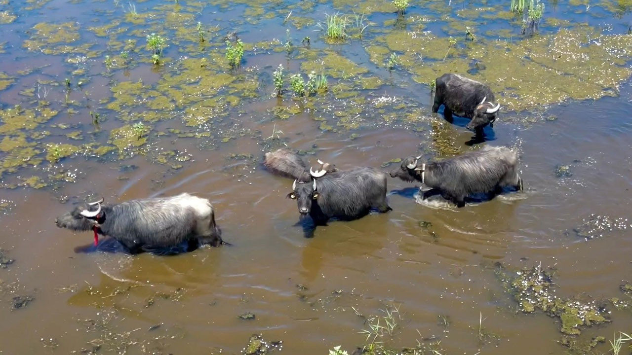 Afyon'da Serengeti'yi aratmayan görüntüler