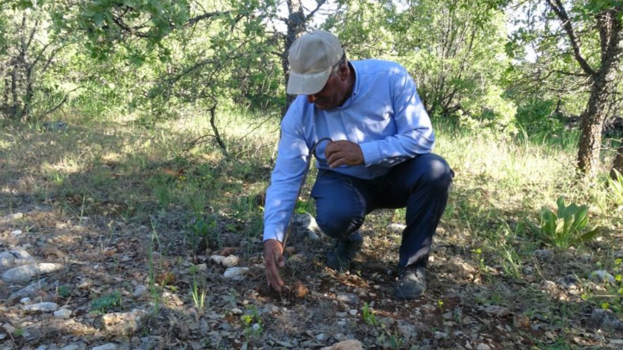 Ormanda bulunuyor, kilosu servet değerinde: Toplamayan pişman