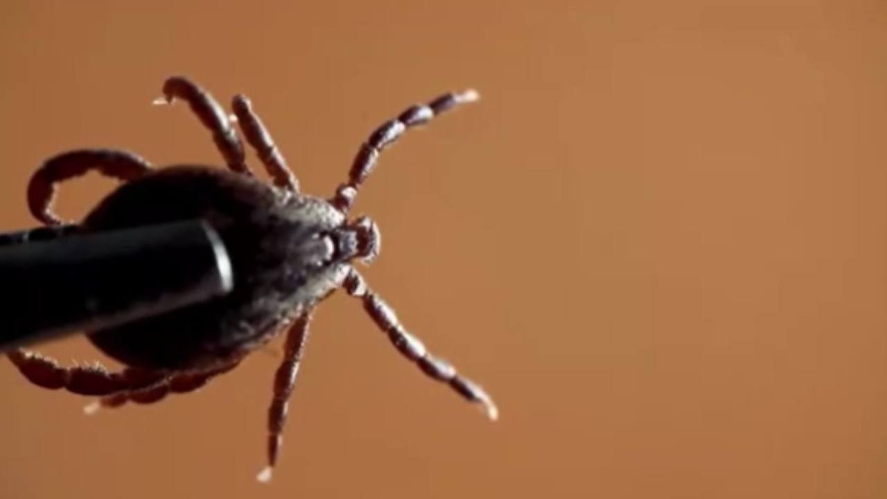 Kene ve kahverengi kokarcayla doğal düşmanı savaşacak