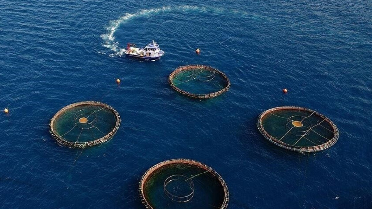 Su ürünleri ihracatında Doğu Karadeniz'den 73,7 milyon dolarlık gelir