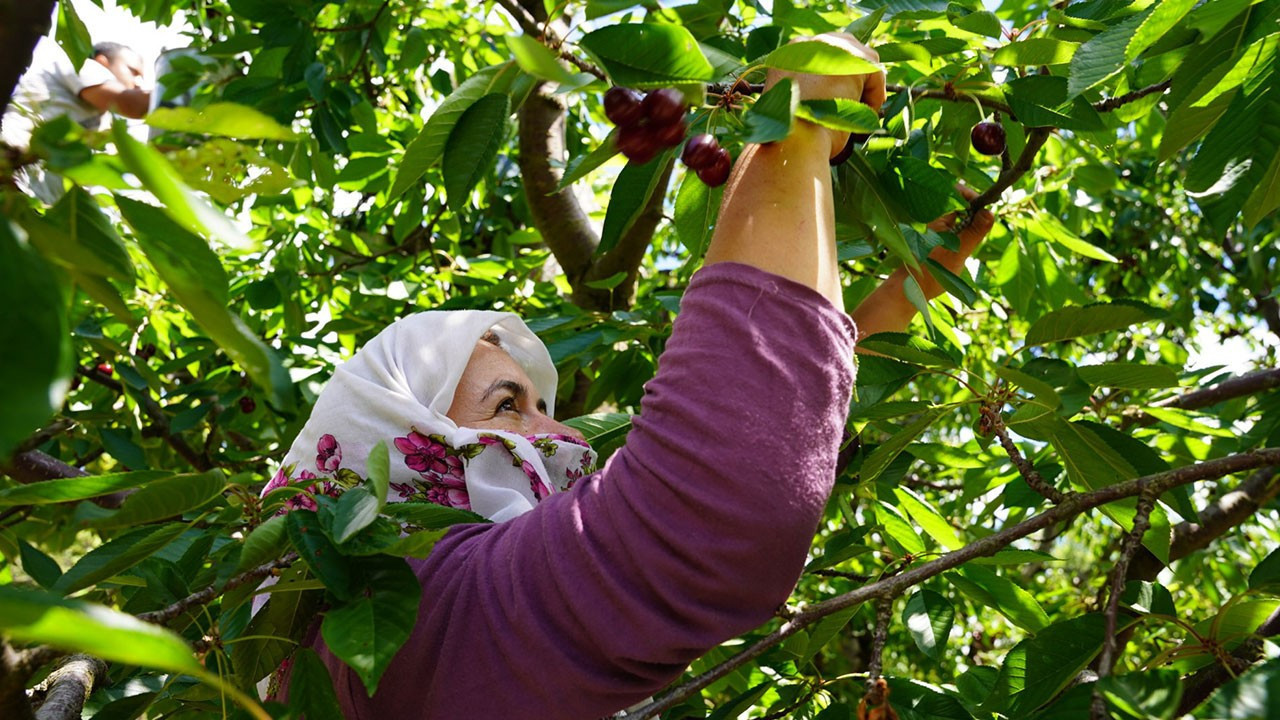 Kirazda fiyat makası büyüdü: Tarlada 60, markette 200 TL