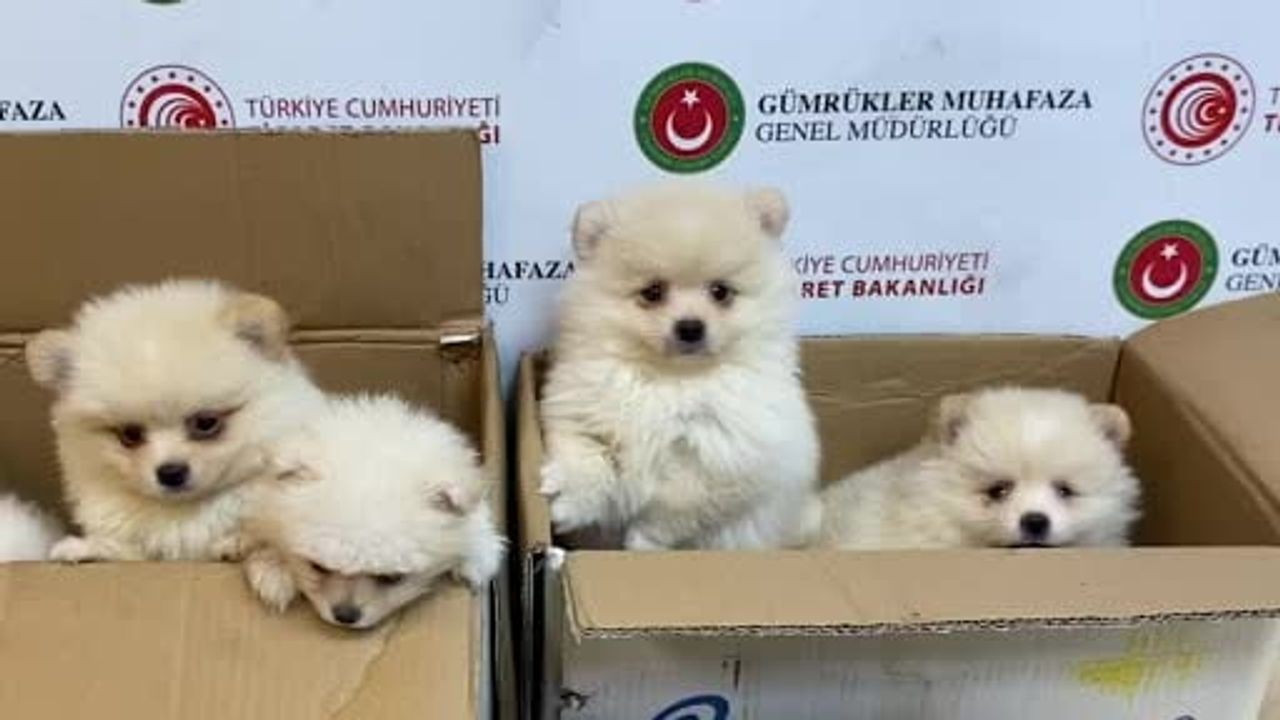 Kapıkule'de canlı hayvan kaçakçılığına darbe: 6 pomeranian yavrusu kurtarıldı