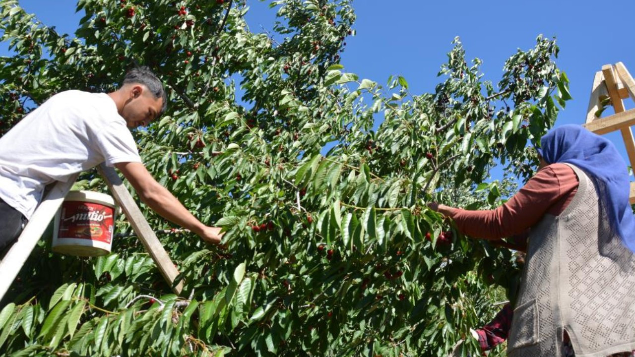 Geçen yıl yoktu, bu yıl dalından taşıyor: Türkiye'nin ünlü meyvesinde tablo değişti