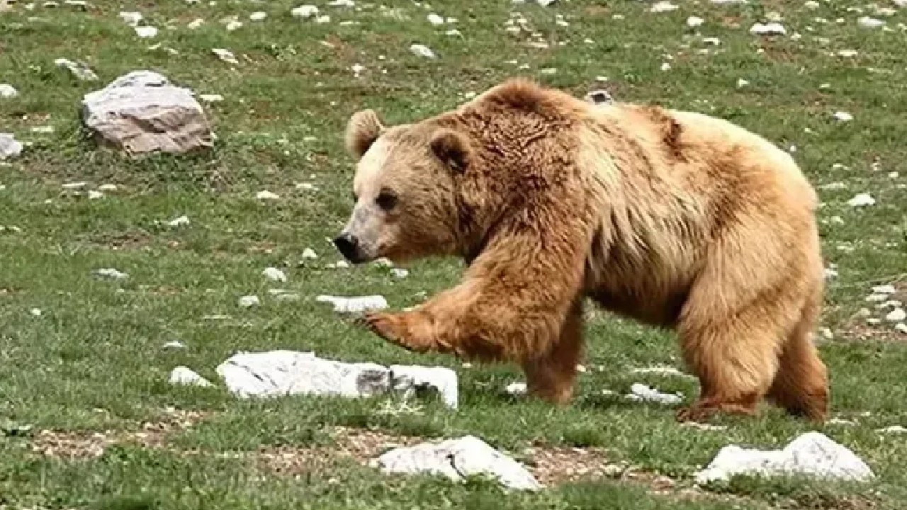 Evinin önünde uyurken ayı saldırısına uğrayan yaşlı adam hayatını kaybetti