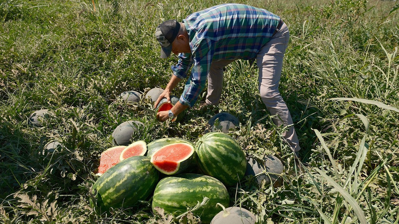 20 milyon lira zarar eden üreticiden uyarı: Paranızı almadan tüccarı tarlaya sokmayın