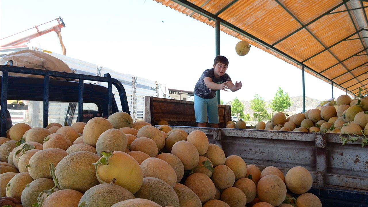 Bilecik'in ünlü kavunu tezgâha çıkıyor: Üretici bu yıl 30-40 TL fiyat bekliyor