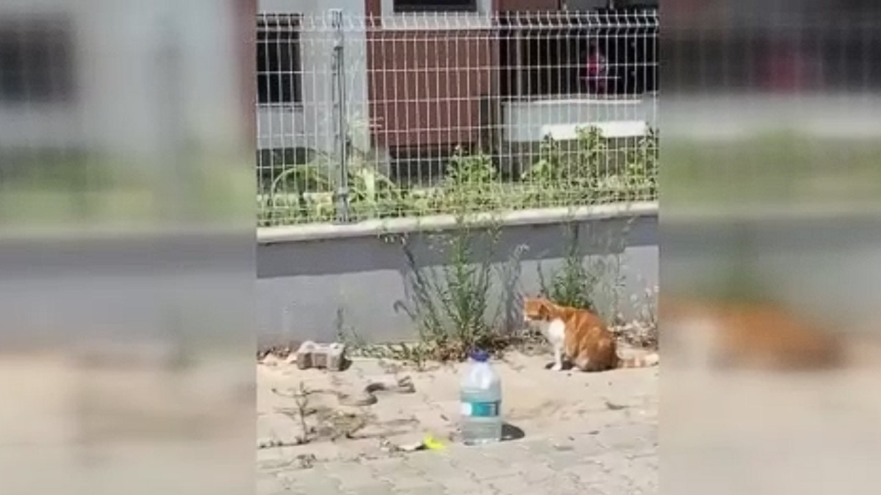 Bir adım bile geri atmadılar! Kedi ile yılanın kavgası kamerada