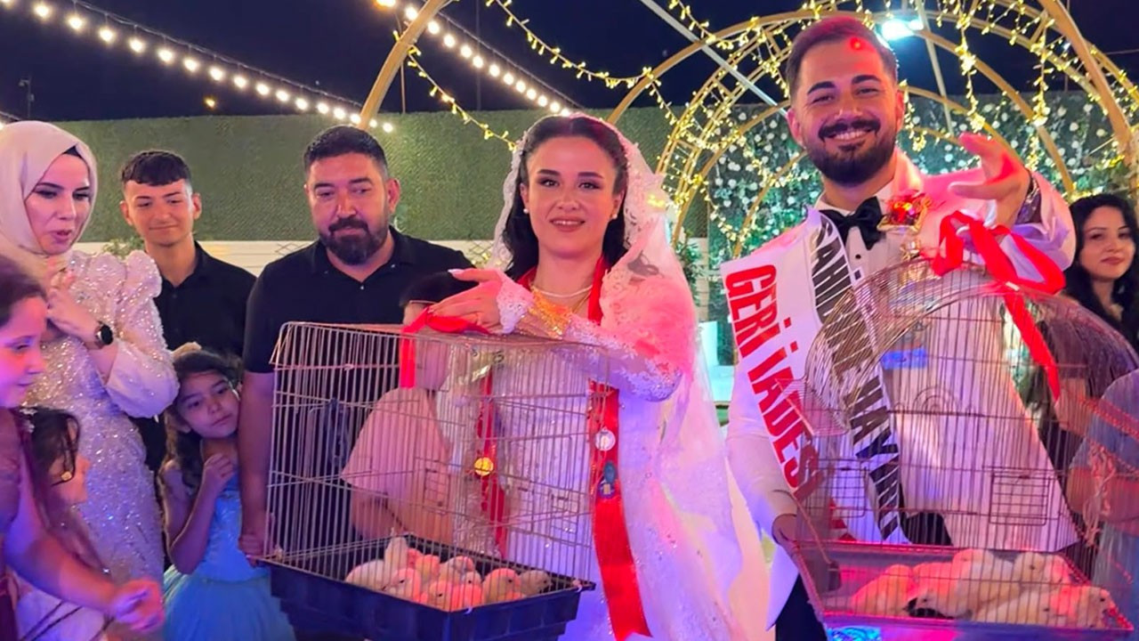 Damadın düğün hediyesi şaşırttı: Ustasından 100 civciv