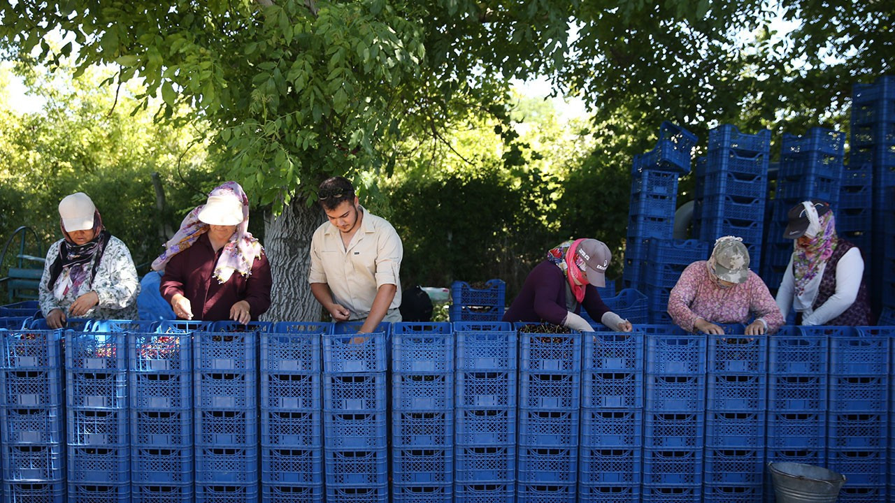 Yahyalı kirazı: 3 bin ton üretim, bin ton ihracat
