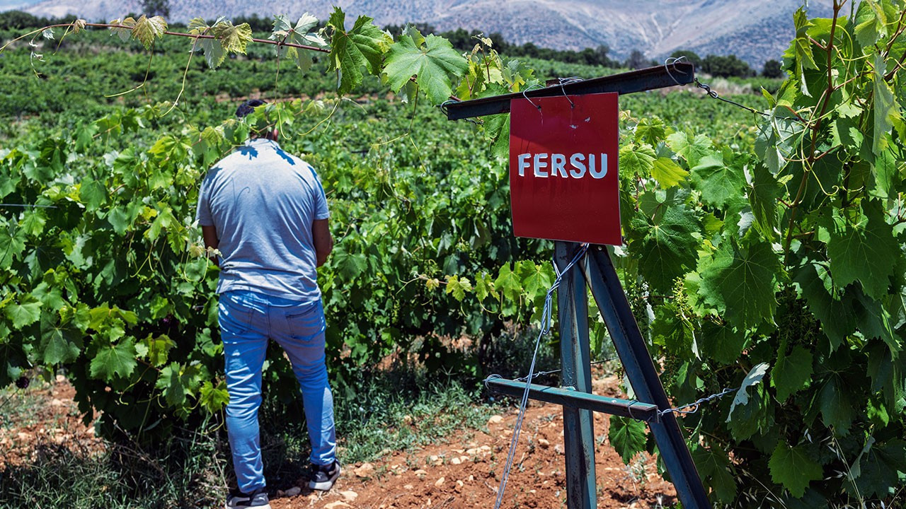 Toroslar'da 25 yıllık "üzüm avı": 17 yerel çeşit literatüre kazandırıldı