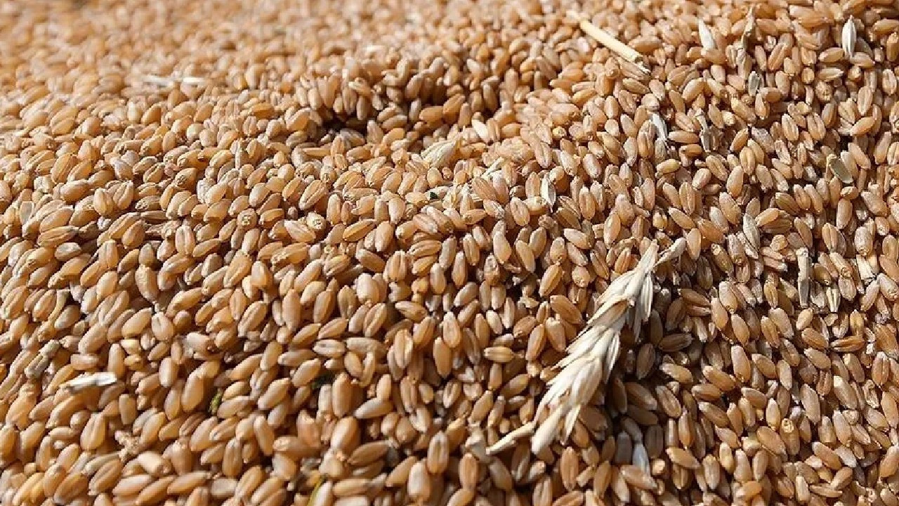 Buğday fiyatlarında 2 yılın zirvesi! Sofralara yeni zam dalgası mı geliyor?