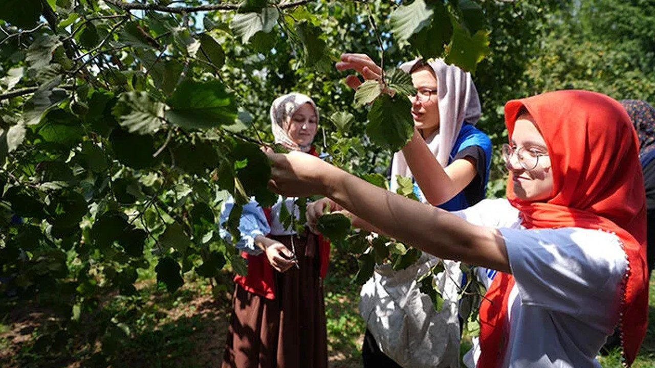 Düzce'de fındığın hasat tarihleri belirlendi