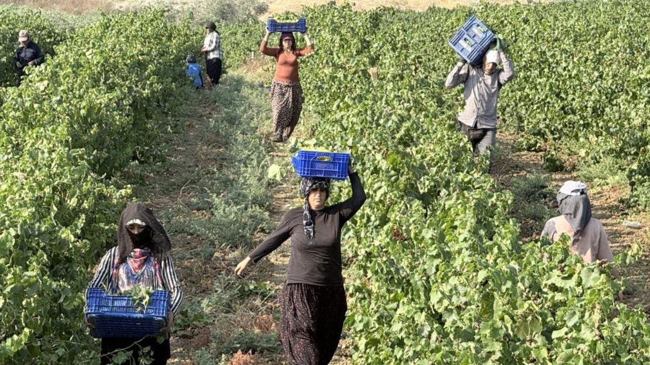 Bağda 10 lira, tezgahta 100 lira! Üzümde fiyat uçurumu üreticiyi isyan ettirdi