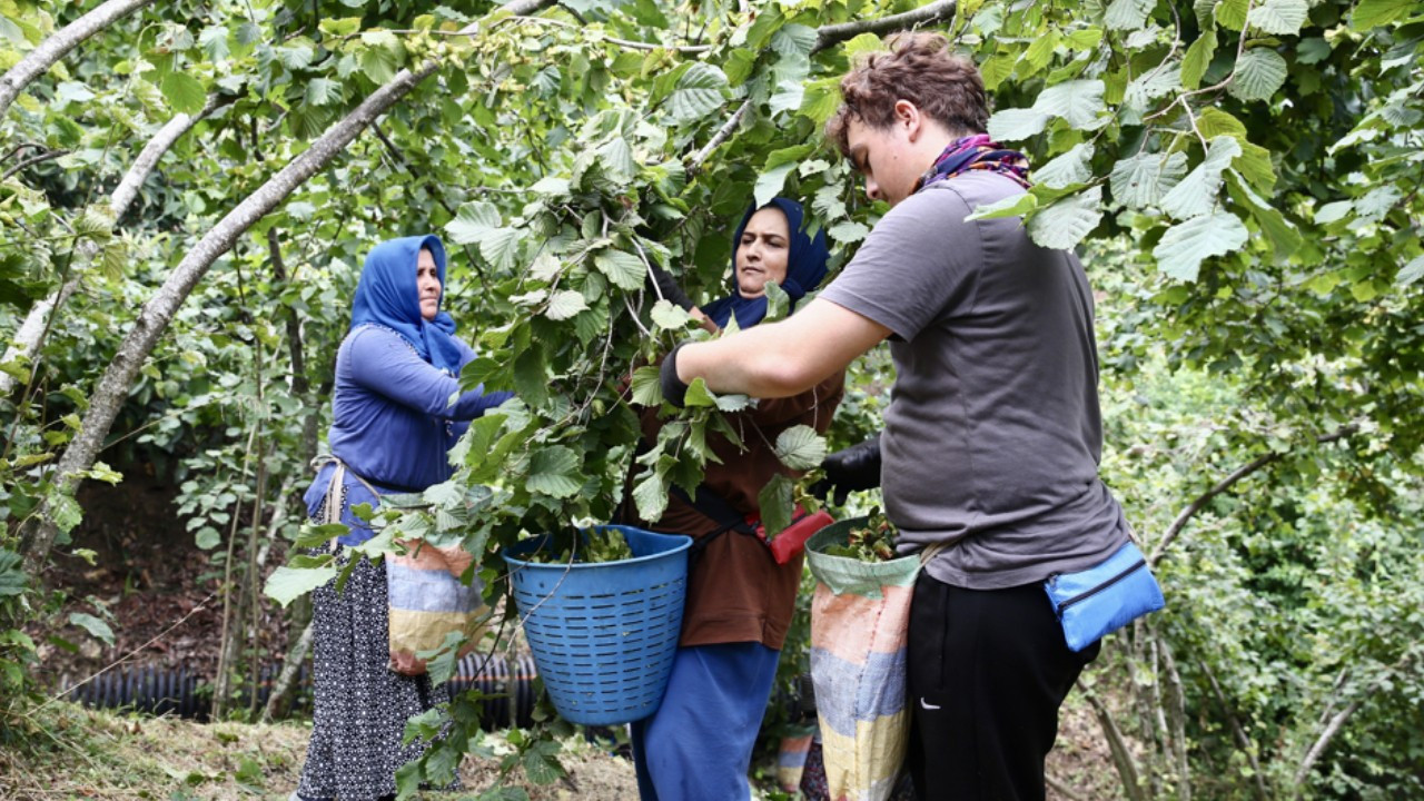 Giresun'da fındık mesaisi başladı: Üreticiler bahçeye indi
