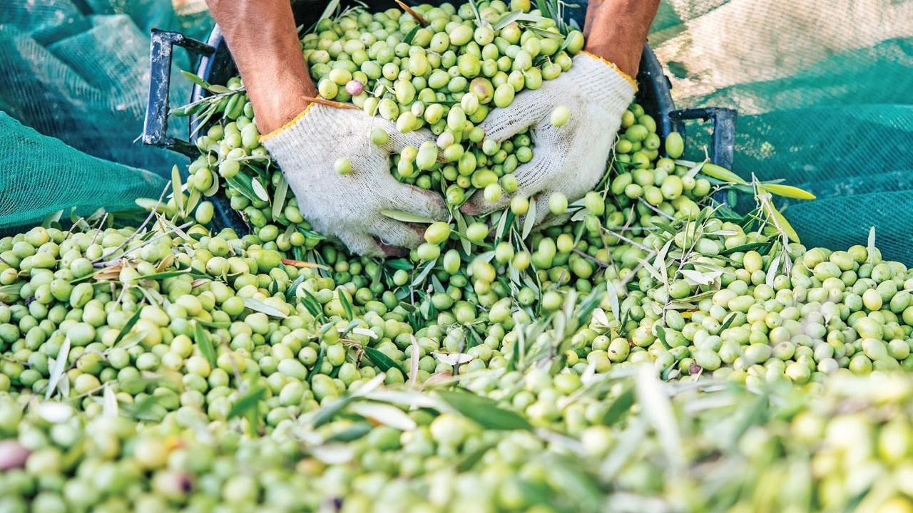 Zeytin, rekor rekolte yılında tarihi sınava hazırlanıyor
