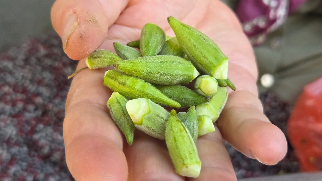 Boyu küçüldükçe fiyatı yükseliyor: Kilosu 250 TL