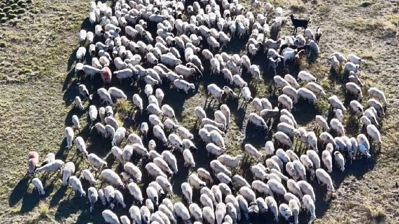 150 bin lira maaşa rağmen çoban bulunamıyor