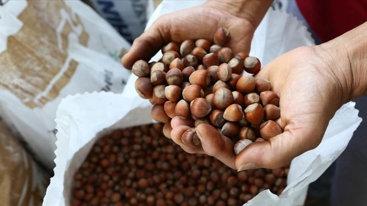 Gurbetçiler artık fındığını satmıyor: Yeni yöntem giderek yayılıyor