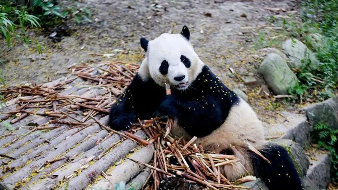 Çin, ABD'ye iki panda gönderdi