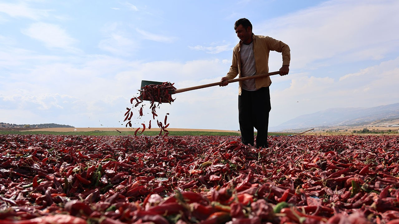 Maraş'tan Acı Bahar: Biber Hasadı Rekor Fiyatlara Ulaşıyor