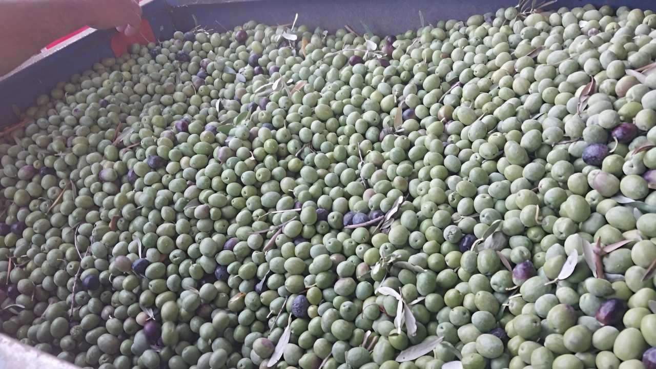 Zeytinde hasat başladı: Fiyatı 6’ya katlanıyor