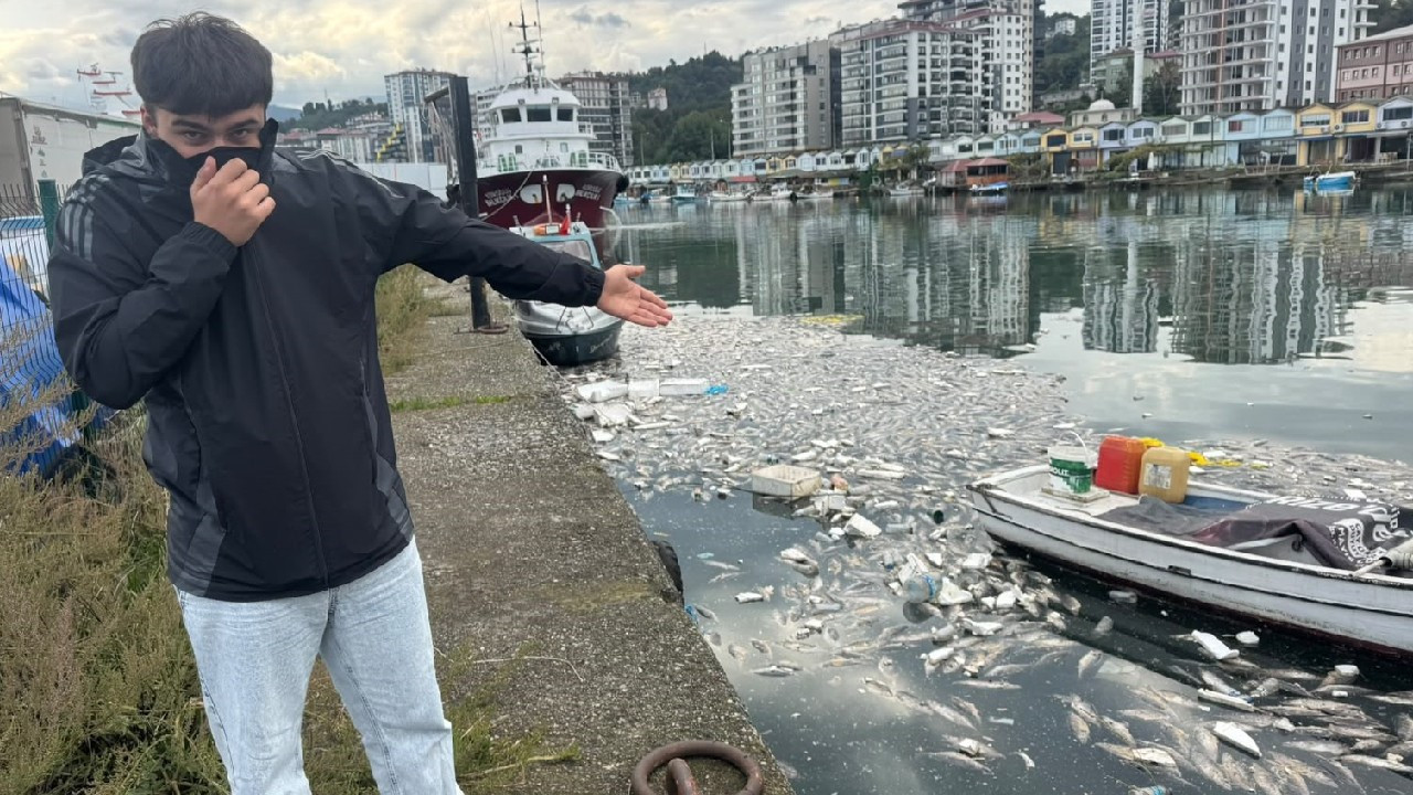 Karadeniz'de Palamut Dökümü: Çevresel Bir Alarm Sinyali