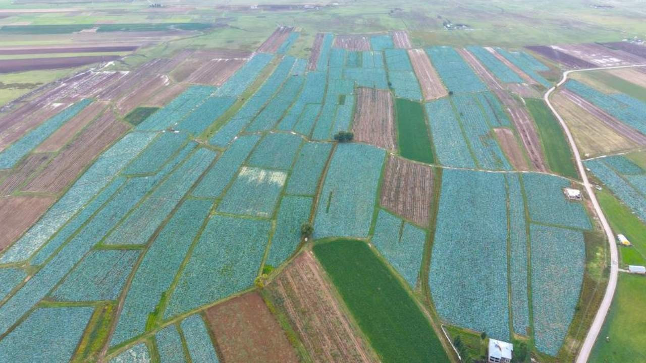 Muş'tan Türkiye'ye Lahanalı Bir Akış: Hasat Sezonu Ekonomiye Renk Katan Verimlilikle Karşılandı