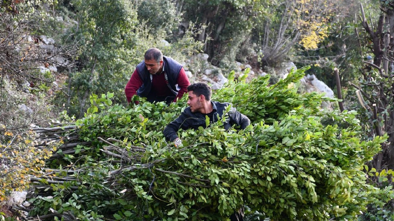 Kilosu 3 liradan 10 bin liraya çıkıyor: Dağların 'yeşil altını' yeni gelir kapısı