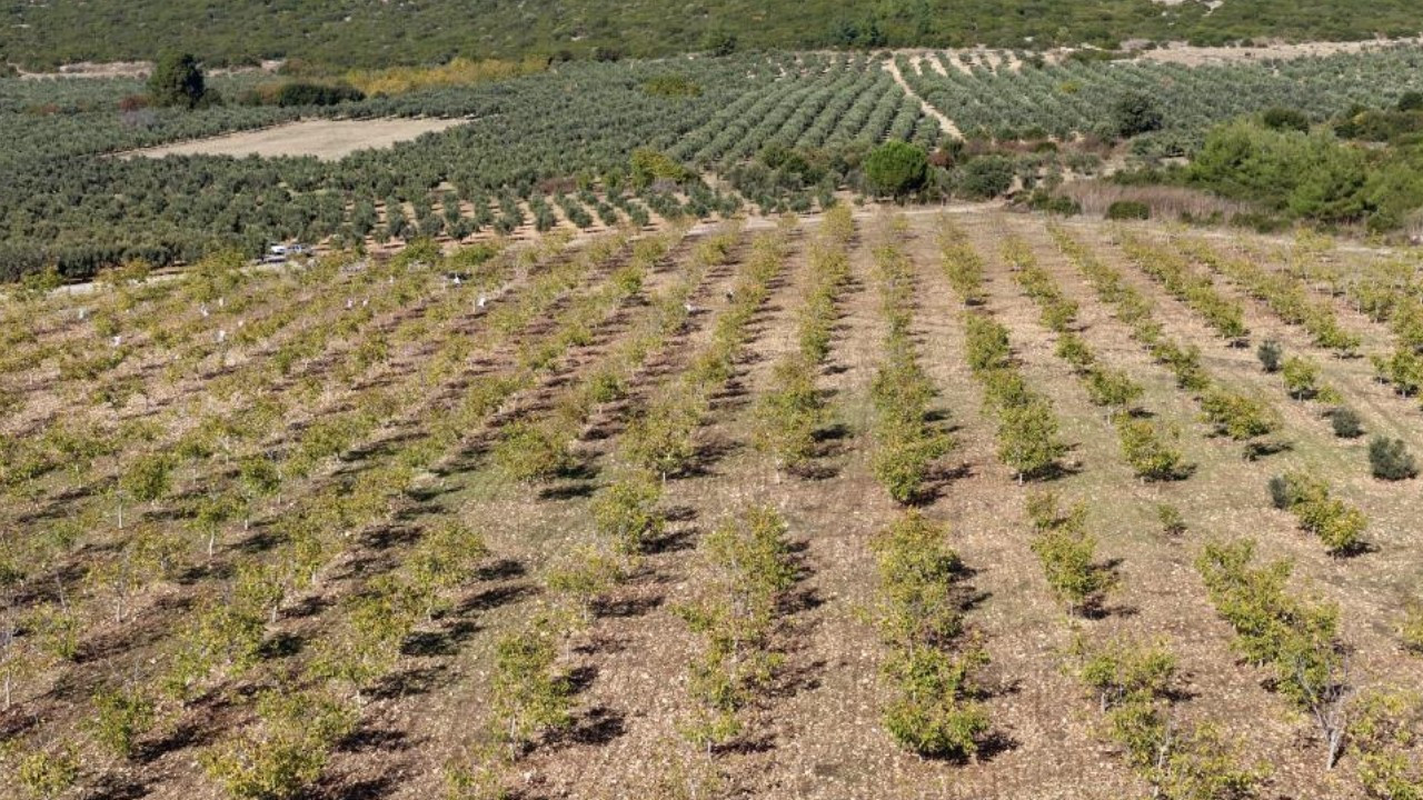 Akhisar'da Ağaçlandırma Projesiyle Köy Ekonomisi Canlanıyor