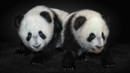 Tokyo'daki ikiz pandalar Çin'e dönüyor: Japonya, 50 yıl sonra pandasız kalacak