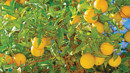 Rusya yolu kapanınca limon hasadı yavaşladı