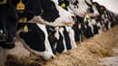 Hayvancılık destekleri 2027'de 52,5 milyar lirayı aşacak