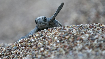 Caretta Carettalar için gece nöbeti başladı
