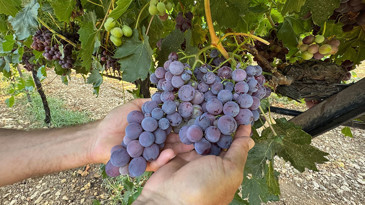 Geçen yıl don vurmuştu: Üzüm üreticisi bu yıl umutlu