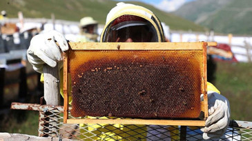 Rize'de ayı 30 Anzer balı peteğini telef etti, Anzer balı üreticisi yaşadığı soruna isyan etti