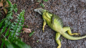 ABD’yi soğuk vurdu: Binlerce iguana ağaçlardan düştü